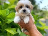Maltese Terier Yavrularımız  New