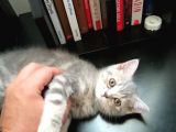 2 Aylik Dişi Saf British Shorthair Yavru