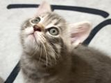 British Shorthair Yavrular Uyguna