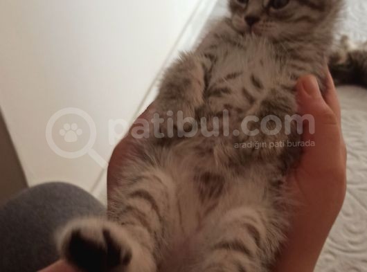 British Shorthair Yavrular Uyguna görsel