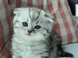 Silver Tabby Oyuncu Kediler Yeni Yuvalarını Arıyor...