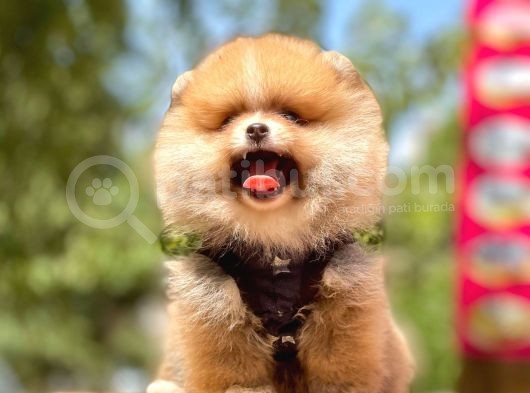 A Kalite Teddy Bear Pomeranian Boo görsel