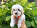 Minik Maltese Terrier