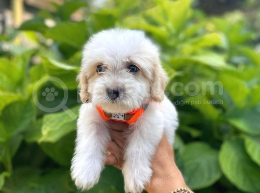 Minik Maltese Terrier görsel