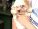 Di̇şi̇ Erkek Malti̇poo Yavrular