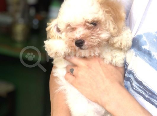 Di̇şi̇ Erkek Malti̇poo Yavrular görsel