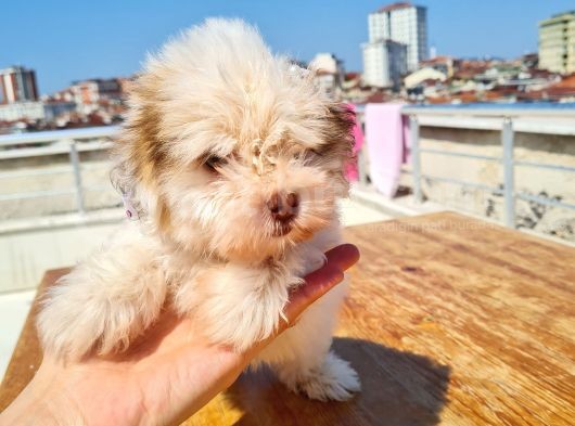Şahane Morkie Yavrumuz
