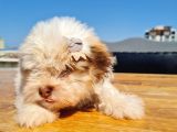 Şahane Morkie Yavrumuz