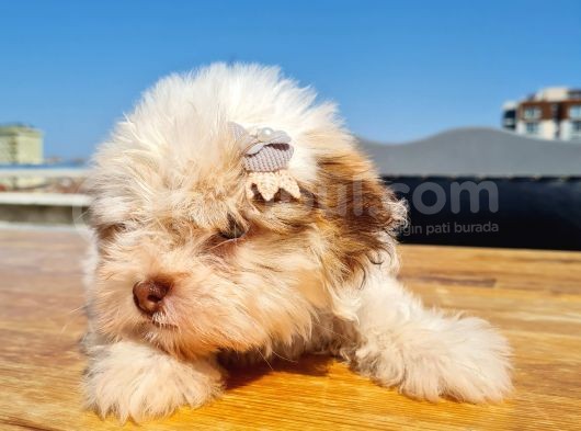 Şahane Morkie Yavrumuz görsel