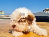 Şahane Morkie Yavrumuz