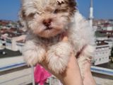 Şahane Morkie Yavrumuz