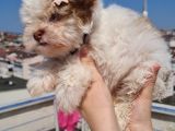 Şahane Morkie Yavrumuz
