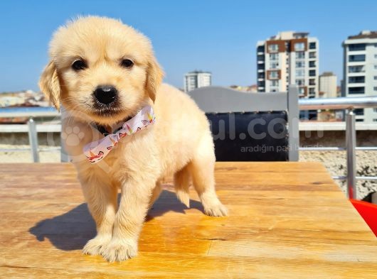 Bebek Yüzlü Golden görsel