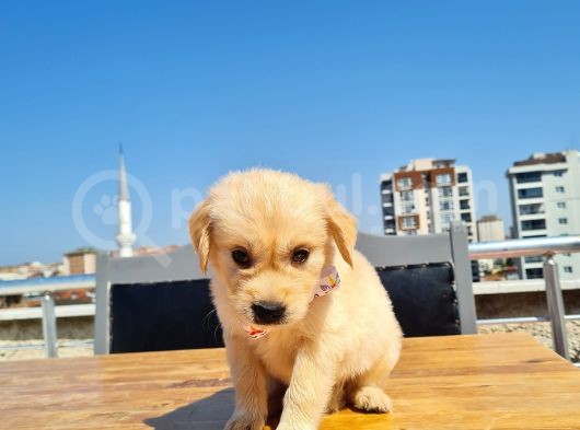 Bebek Yüzlü Golden görsel