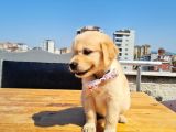 Bebek Yüzlü Golden