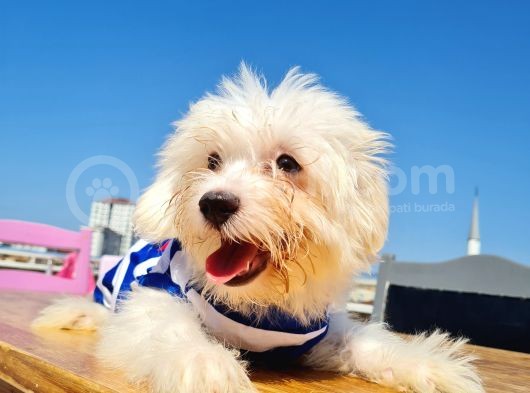 Şahane Maltese görsel