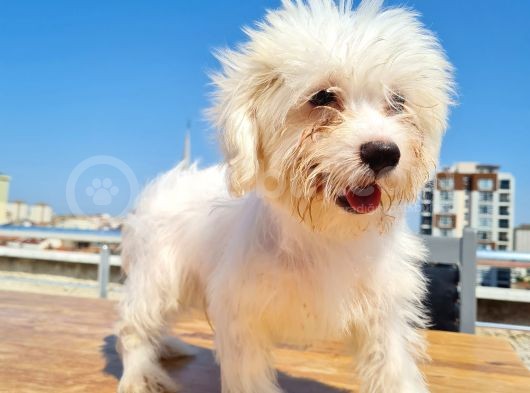 Şahane Maltese görsel