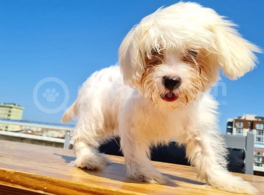 Şahane Maltese görsel
