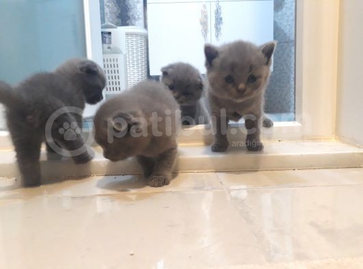 Kedilerime Sahiplenecek Bir Aile Ariyorum görsel