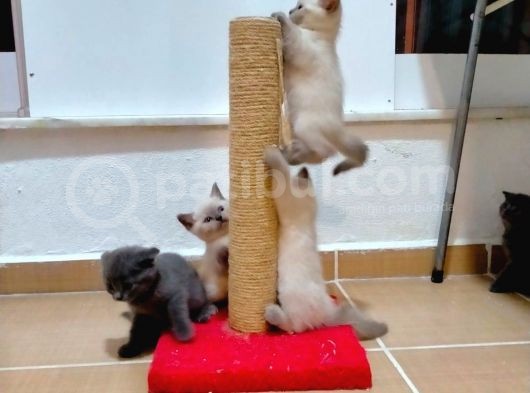 2 Scottish, 3 Blue Point Bebeklerimiz görsel