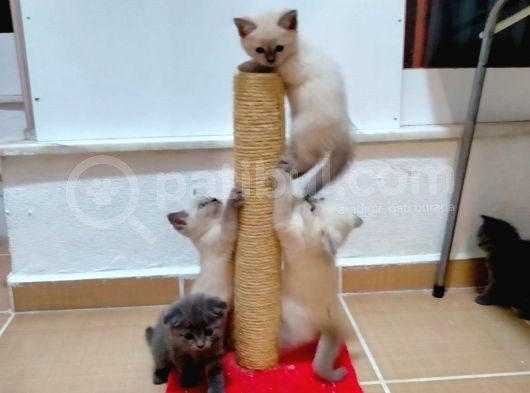 2 Scottish, 3 Blue Point Bebeklerimiz görsel