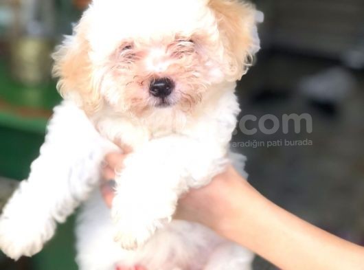 Di̇şi̇ Erkek Malti̇poo Yavrular