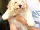 Di̇şi̇ Erkek Malti̇poo Yavrular