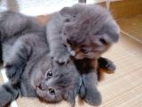 2 Scottish, 3 Blue Point Bebeklerimiz