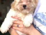 Di̇şi̇ Erkek Malti̇poo Yavrular