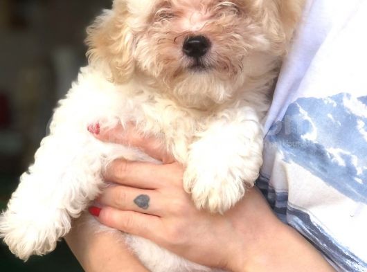 Di̇şi̇ Erkek Malti̇poo Yavrular görsel