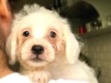 Di̇şi̇ Erkek Malti̇poo Yavrular