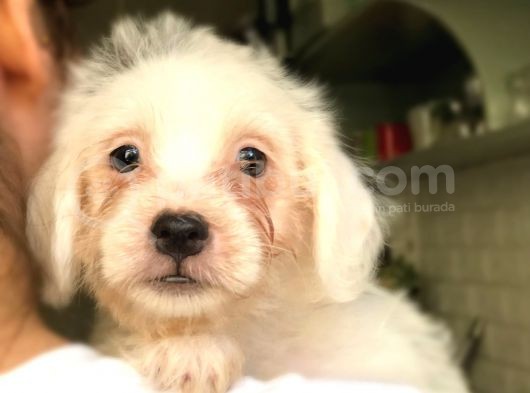 Di̇şi̇ Erkek Malti̇poo Yavrular görsel