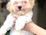 Di̇şi̇ Erkek Malti̇poo Yavrular