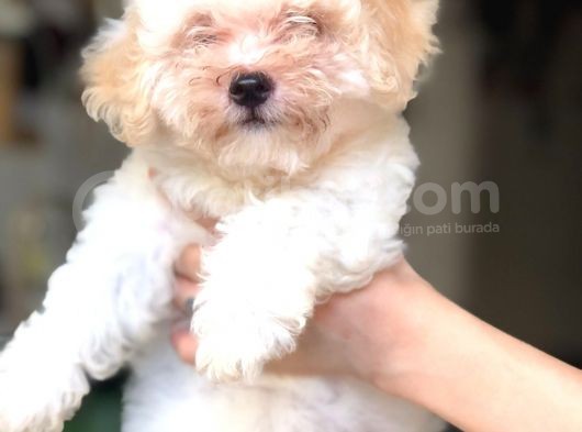 Di̇şi̇ Erkek Malti̇poo Yavrular görsel