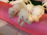 1.Sinif Irk Garantili Dogo Yavrularimiz