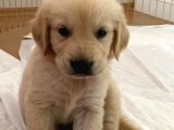 Baby Face Golden Yavrumuz Aşılı Karneli