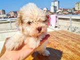 2 Aylık A Kalite Morkie Yavrusu