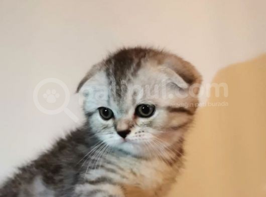 Full White Ve Whiskas Scotişh Bebekler Yeni Ailelerini Bekliyor görsel