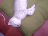 Ev Kedimin Güzel Yavrusu - Silver Shaded British Shorthair