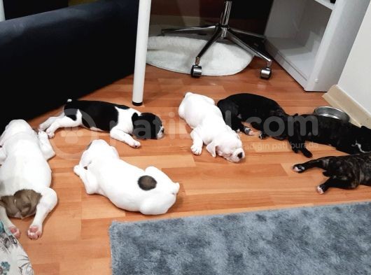 French Bulldog Yavrularımız görsel