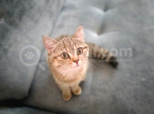 Ev Kedimin Güzel Yavrusu - Golden Tabby British Shorthair görsel