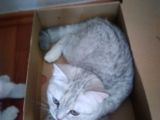 Ev Kedimin Güzel Yavrusu - Silver Shaded British Shorthair