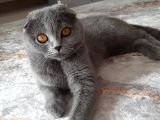 Beyaz Mavi̇ Gözlü Scottish Fold