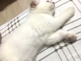 Beyaz Mavi̇ Gözlü Scottish Fold