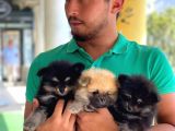 Pomeranian Yavru Disi Ev Uretimimiz