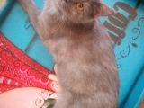 Ev Kedimin Güzel Yavrusu - Golden Tabby British Shorthair