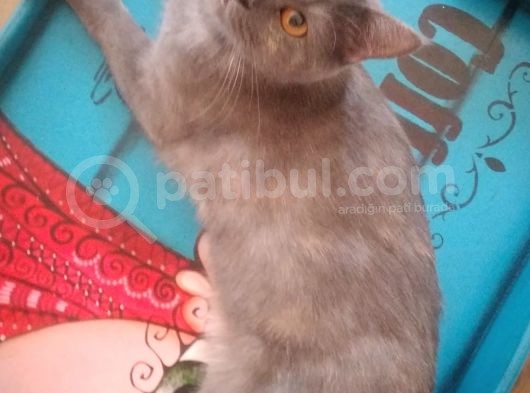 Ev Kedimin Güzel Yavrusu - Golden Tabby British Shorthair görsel
