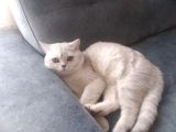 Ev Kedimin Güzel Yavrusu - Silver Shaded British Shorthair
