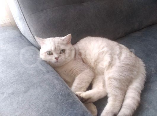 Ev Kedimin Güzel Yavrusu - Silver Shaded British Shorthair görsel