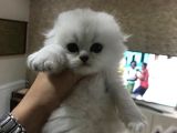 Scotish Fold Longhair Yavrular Çok Sağlıklı